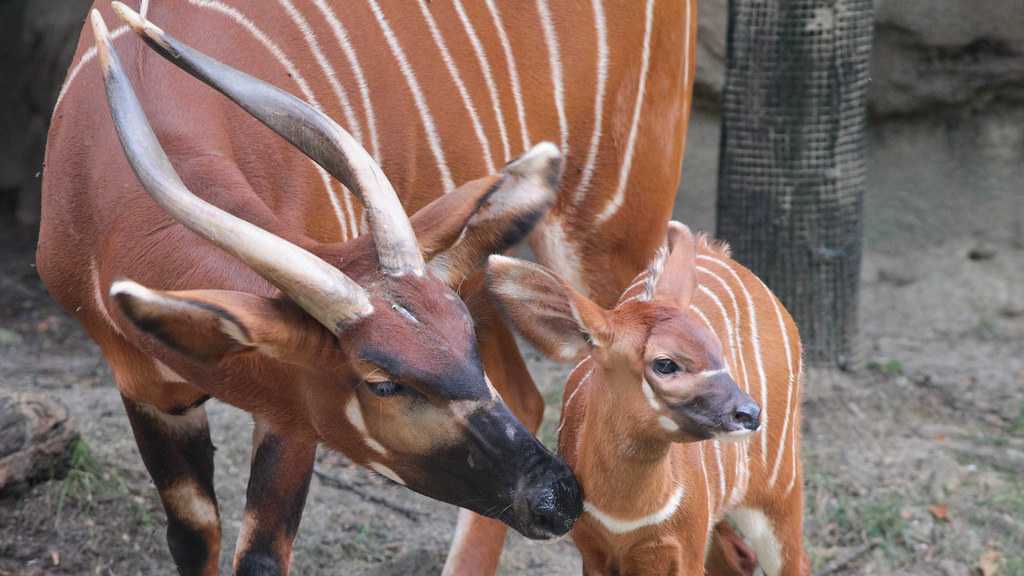 Photos: A bunch of Cincinnati's zoo babies looking unbelievably cute