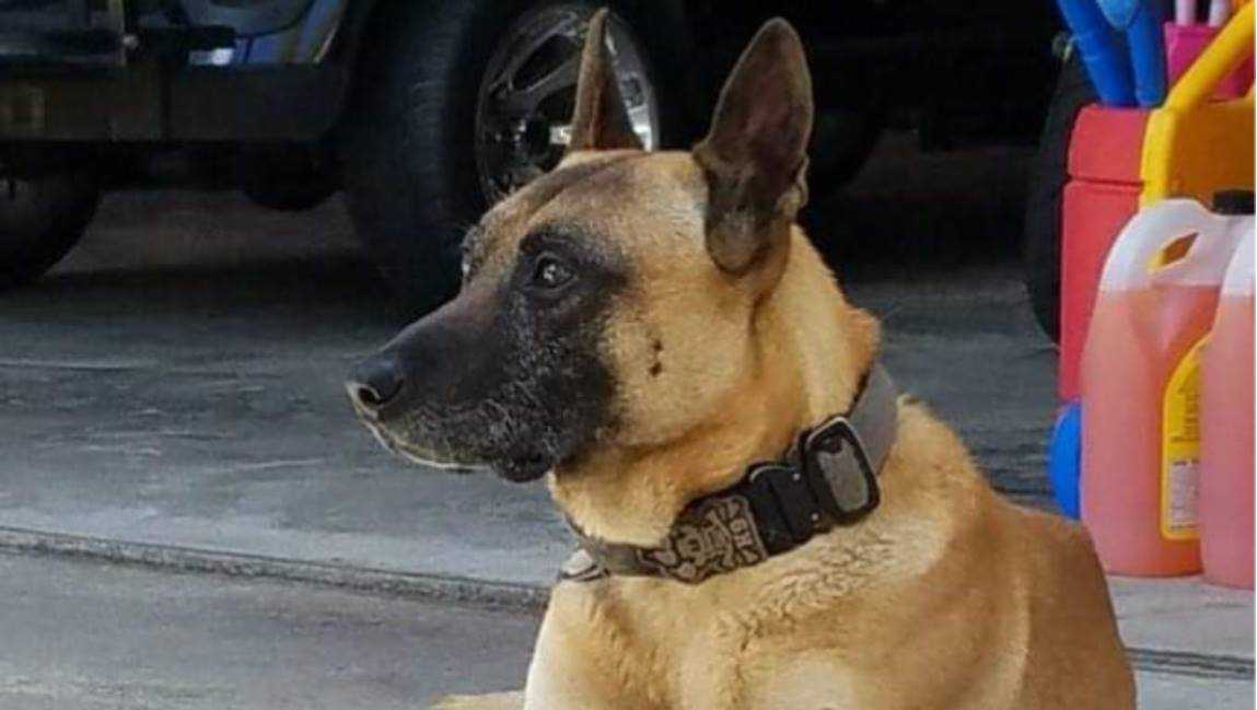 Savannah Police mourn the loss of retired K9