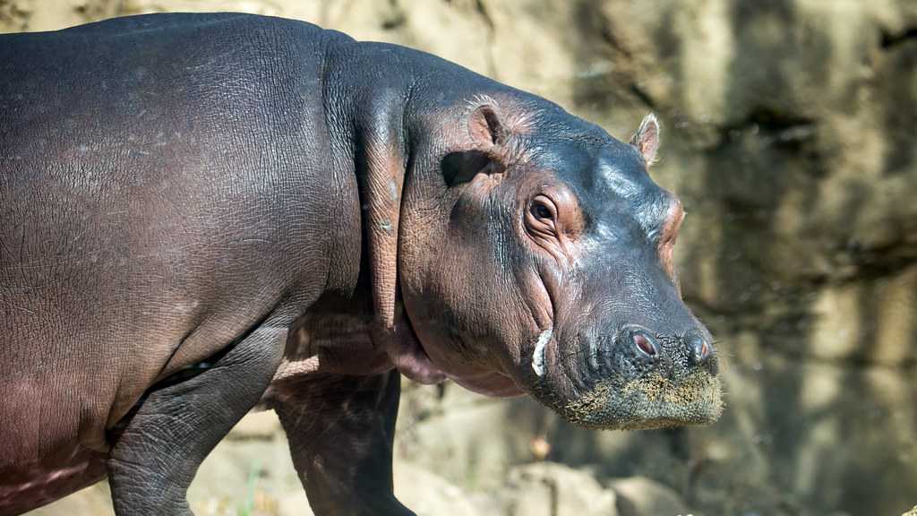 Photos: A bunch of Cincinnati's zoo babies looking unbelievably cute