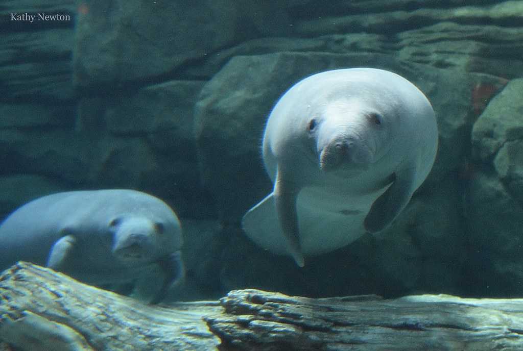 After Successful Rehab, Cincinnati Zoo Will Be Manatee-less Until ...