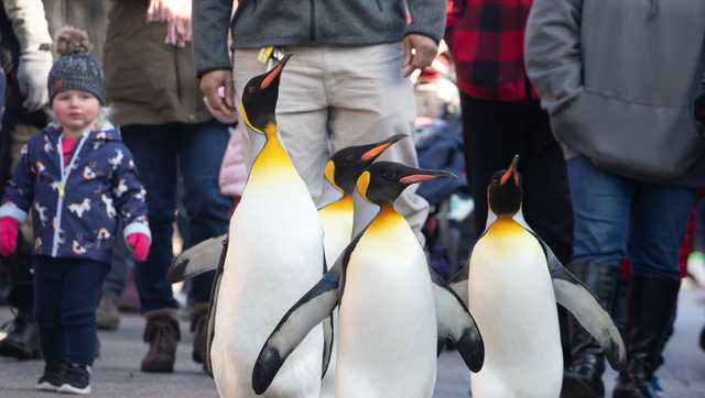 Cincinnati Zoo penguin parades are back — but this year will be the final parades - Vimarsana News