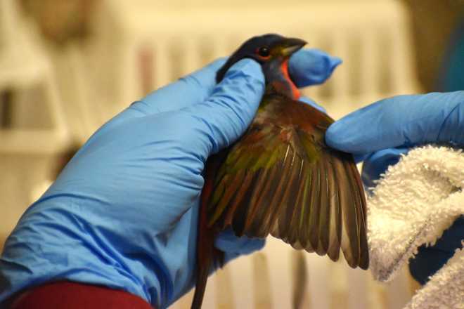 painted bunting