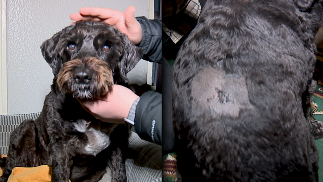 Savannah dog struck by bullet during New Year's Eve celebration - Vimarsana News