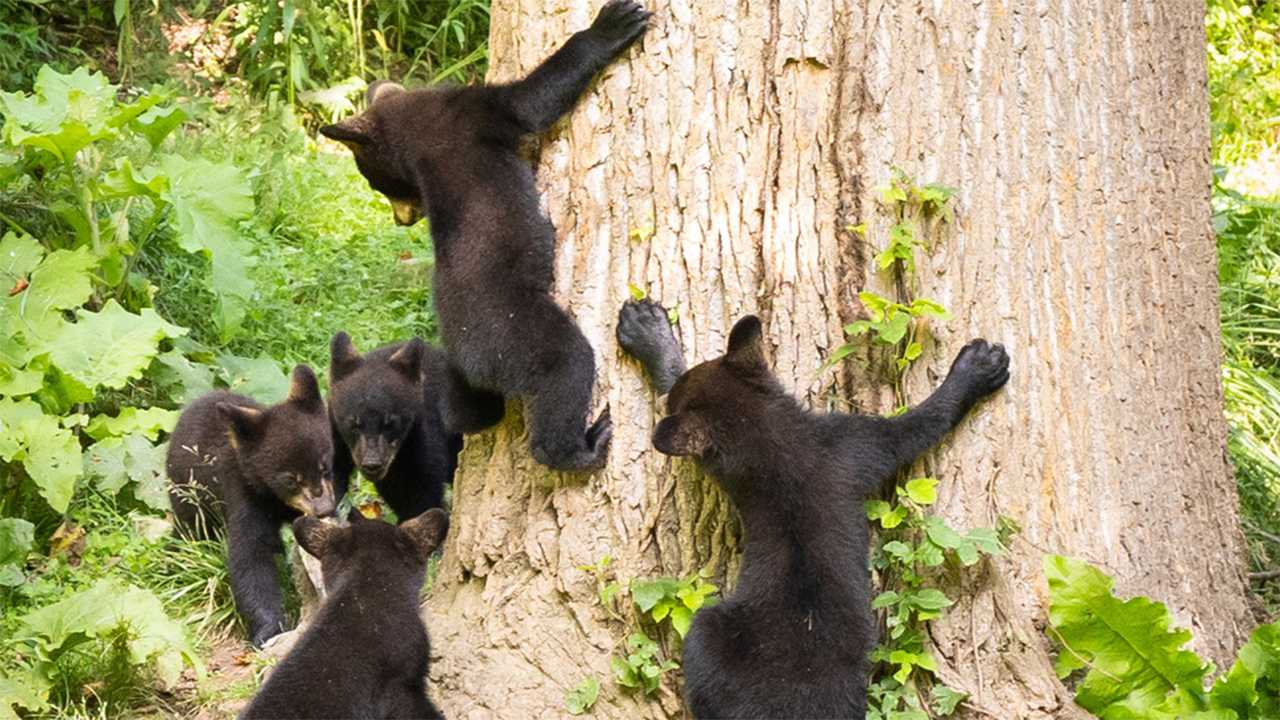 NH Native Gets Rare Footage Of Mother Black Bear With 5 Cubs