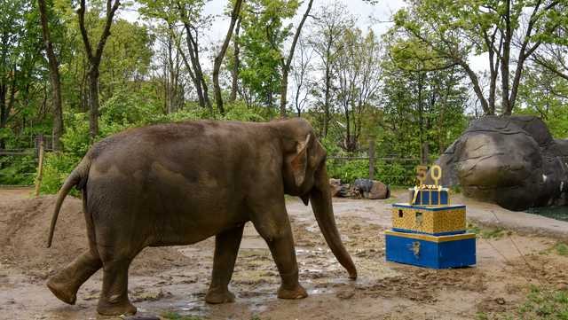 Cincinnati Zoo celebrates 50th birthday for Asian elephant Mai Thai - Vimarsana News