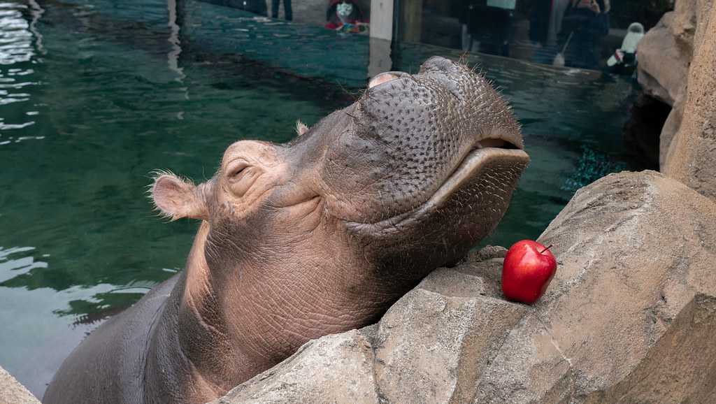 Heres How Hard Core Fiona Fans Can Celebrate Hippos 4th Birthday