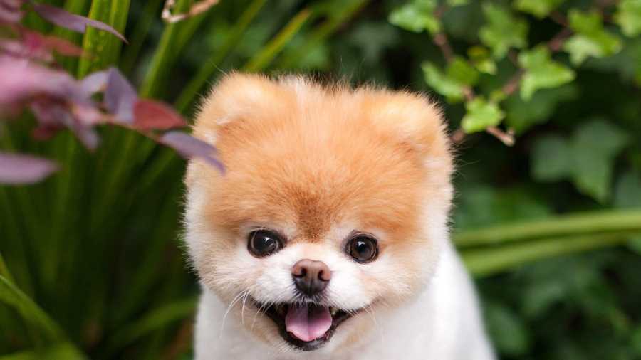 He\'s a true legend\': Boo, \'World\'s Cutest Dog\' dies at 12