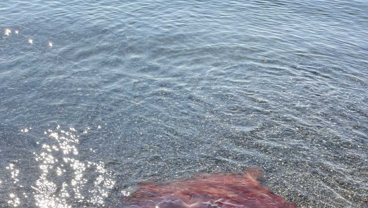 Don't touch: 5-feet wide jellyfish washes ashore in Maine