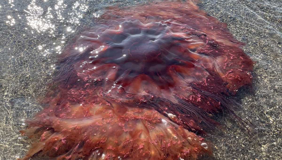 Don't touch: 5-feet wide jellyfish washes ashore in Maine
