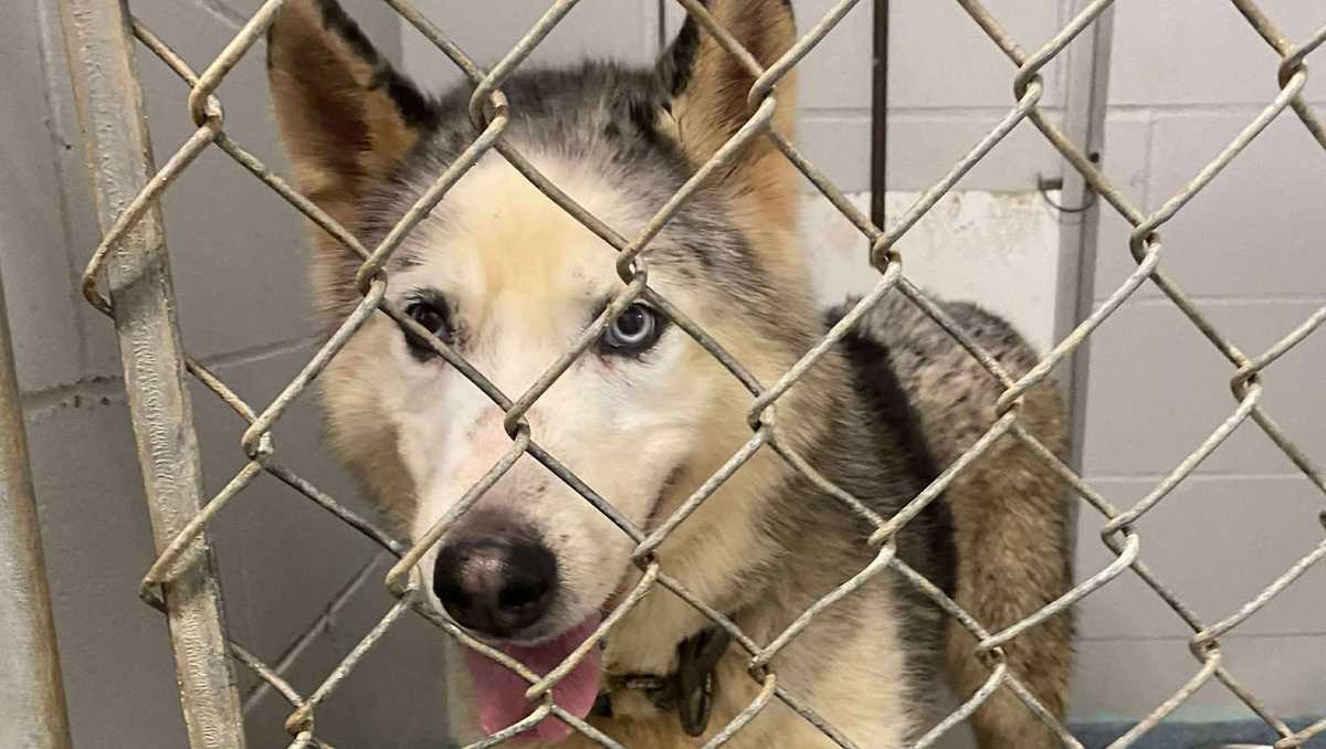 'We have no room.' Maine animal shelter no longer accepting surrenders