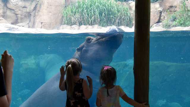 Rides, animal encounters and early entry for members resume this weekend at the Cincinnati Zoo - Vimarsana News
