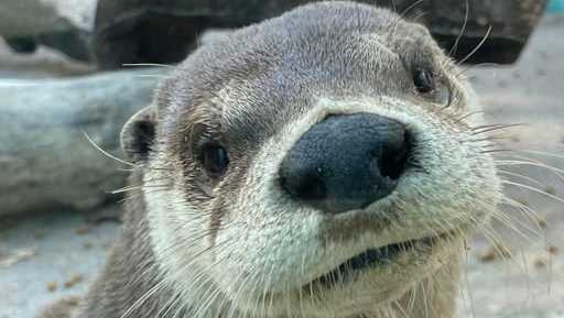 Kansas City Zoo mourns death of otter Skokie, 15, after arthritis battle