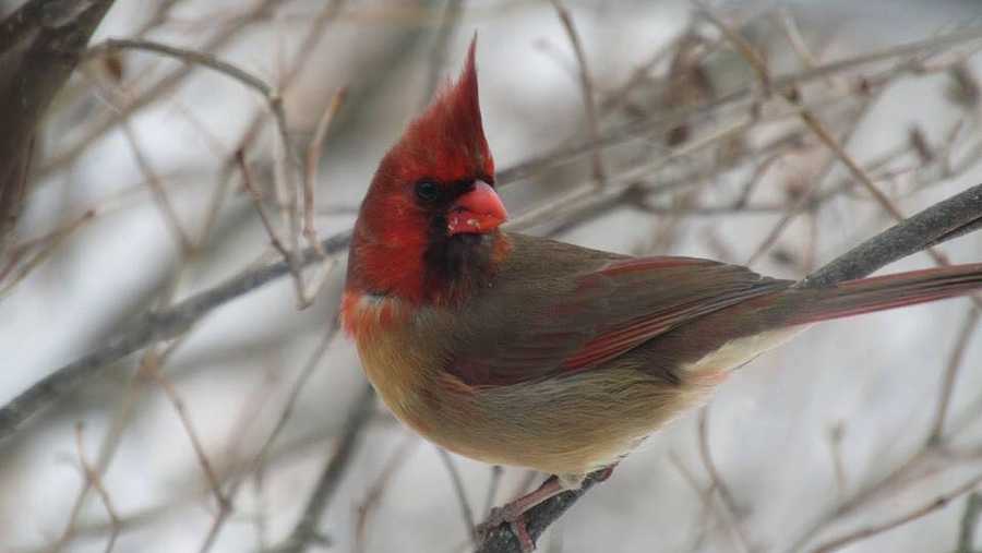 Rare cardinal