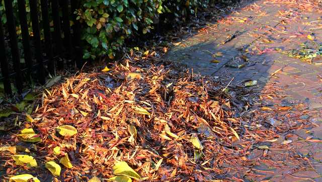 Milwaukee leaf collection deadline extended - Vimarsana News