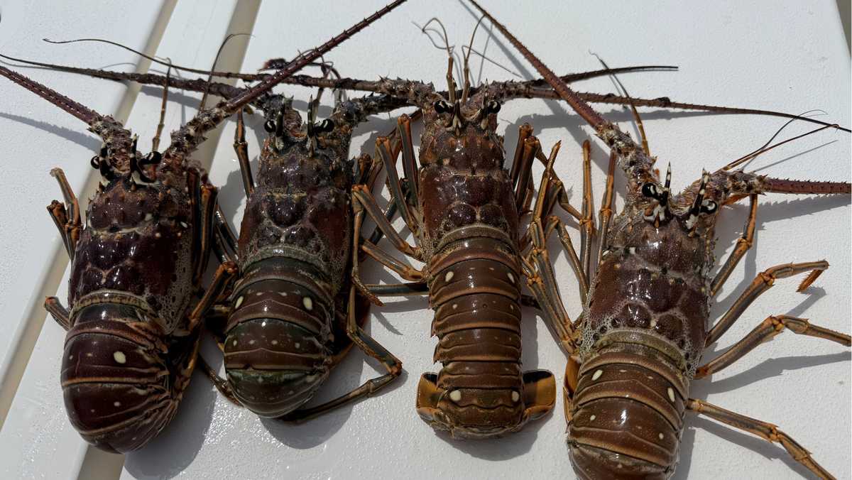 2 die in separate incidents during Florida's lobster mini season