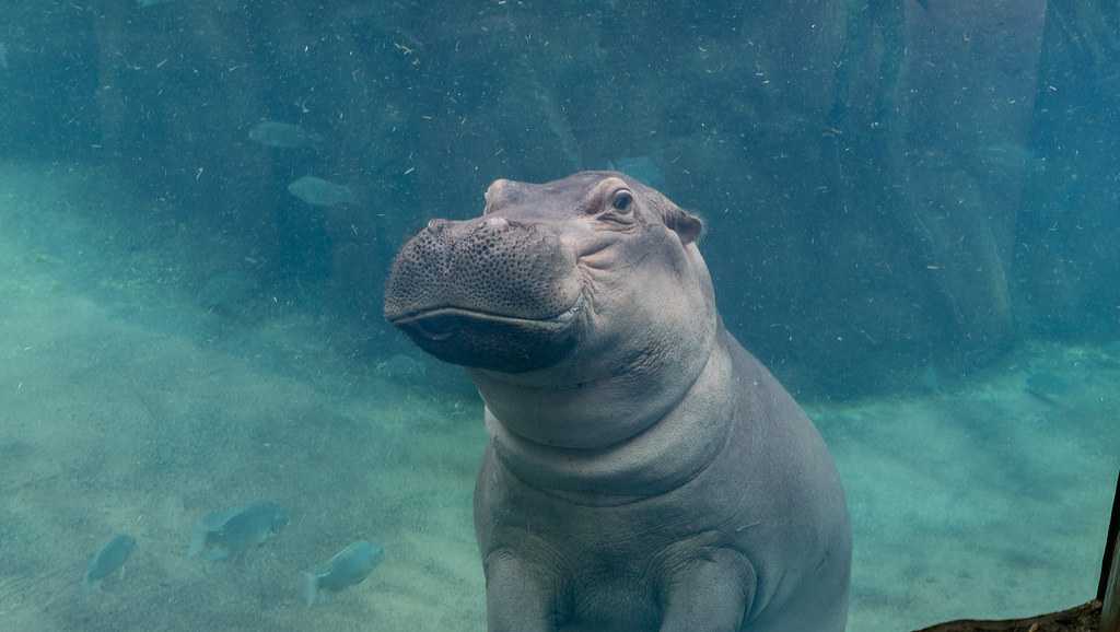 Cincinnati’s beloved hippo Fiona is turning 6: Here's how she's celebrating