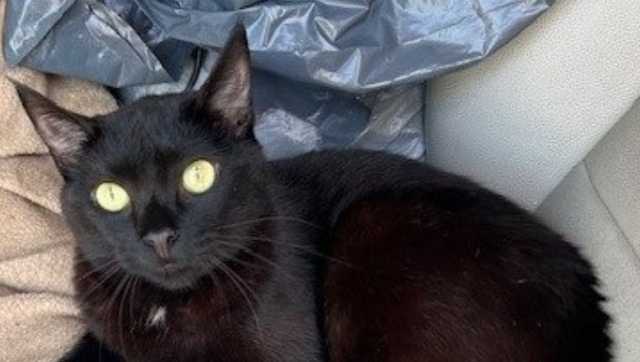 1 cat rescued, 2 others found dead in sweltering car