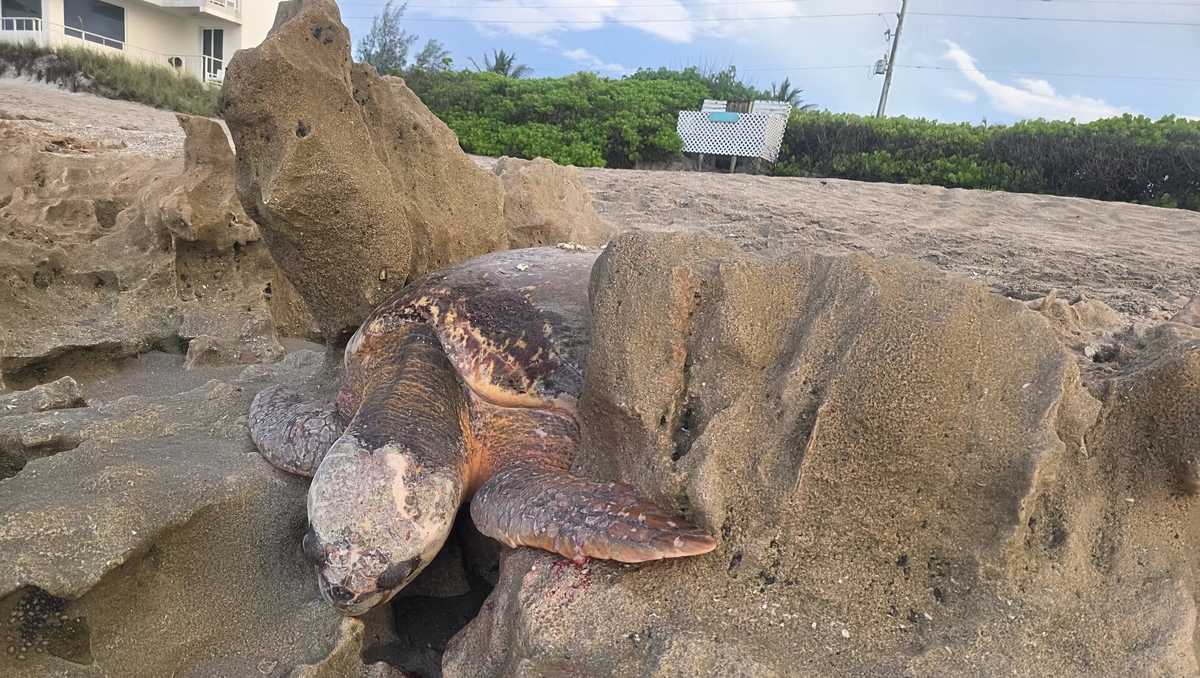 Sea turtle rescued after washing up on Florida beach