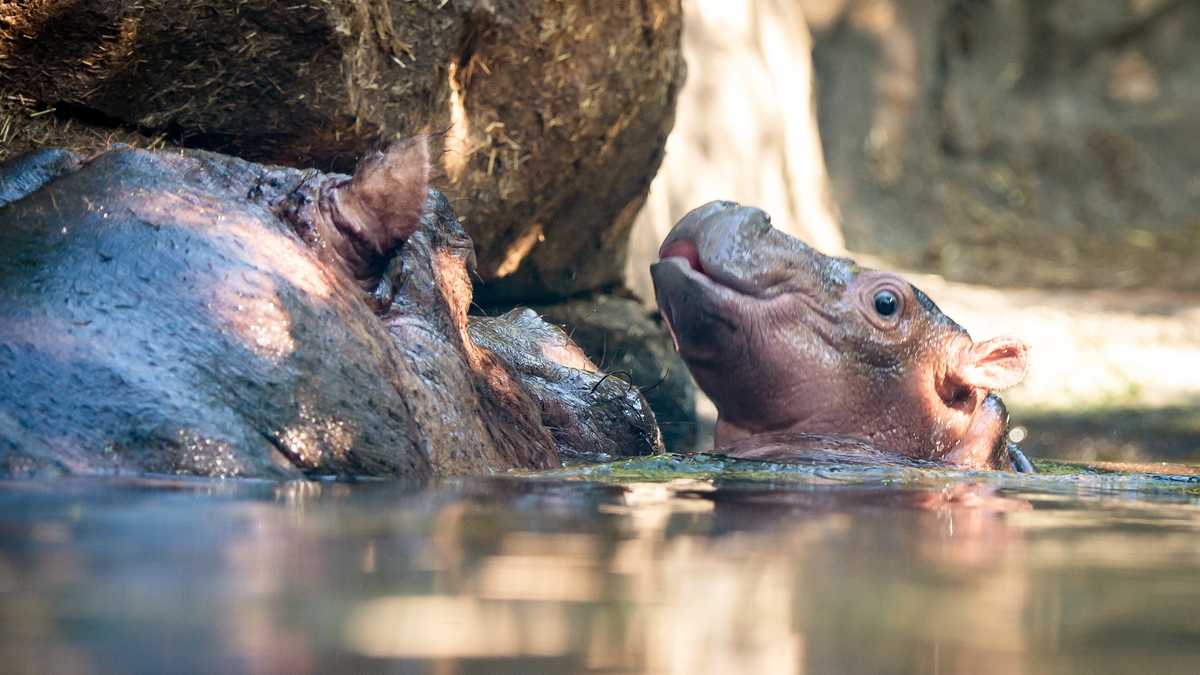 PHOTOS Cincinnati Zoo's hippo baby Fritz makes public debut