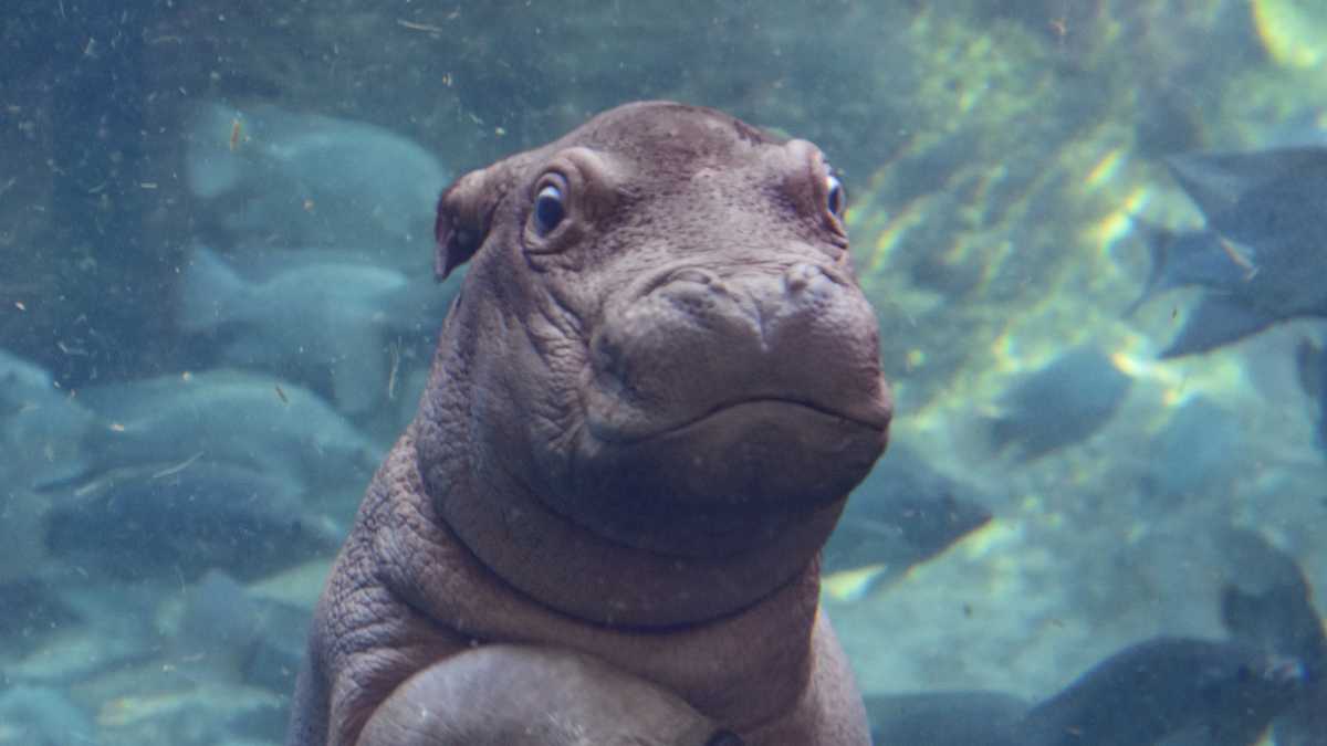 PHOTOS: Cincinnati Zoo's hippo baby Fritz makes public debut
