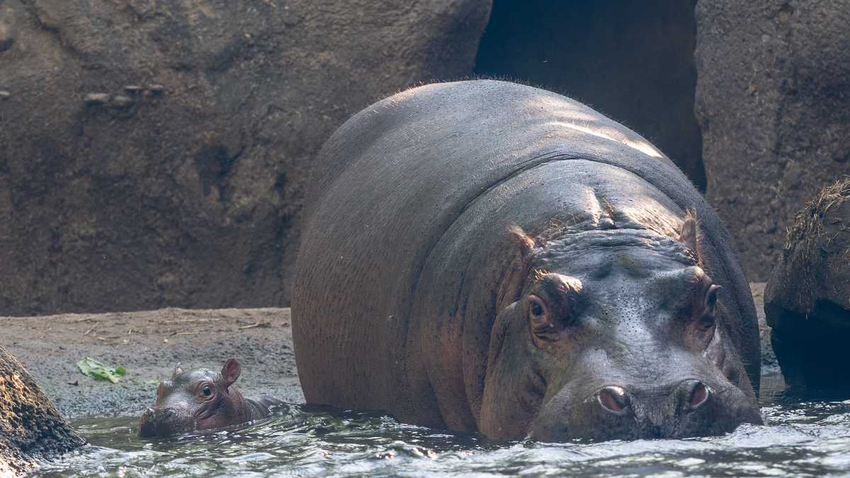 PHOTOS Cincinnati Zoo's hippo baby Fritz makes public debut