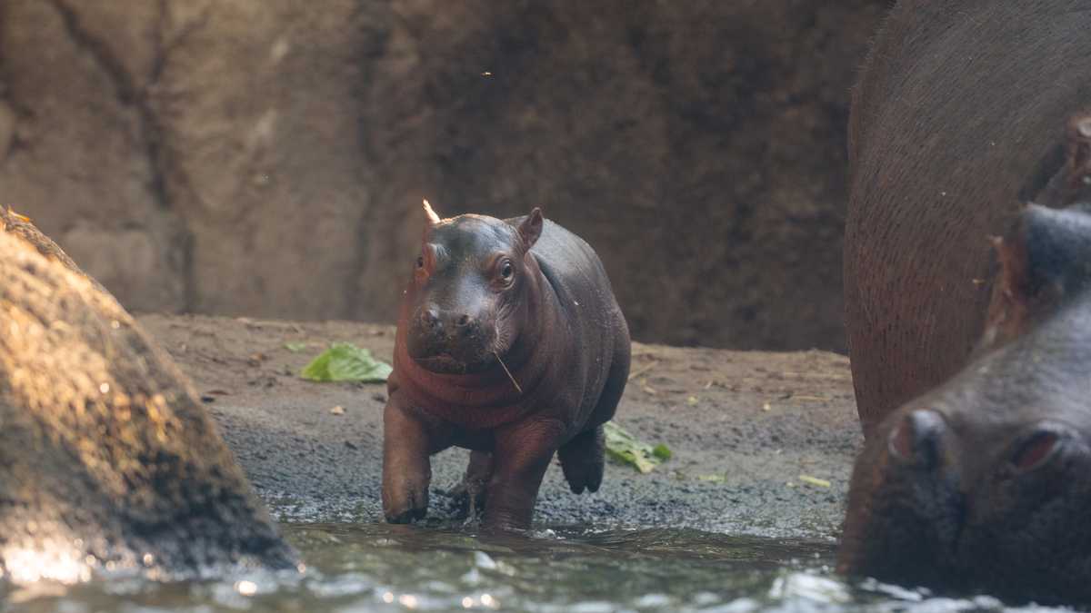 PHOTOS Cincinnati Zoo's hippo baby Fritz makes public debut