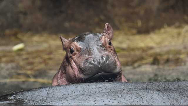 Cincinnati Zoo's Fritz the hippo celebrating 1st birthday - Vimarsana News