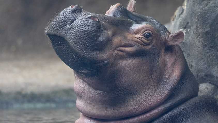 As she turns 6, Cincinnati's favorite hippo Fiona is coming into adulthood