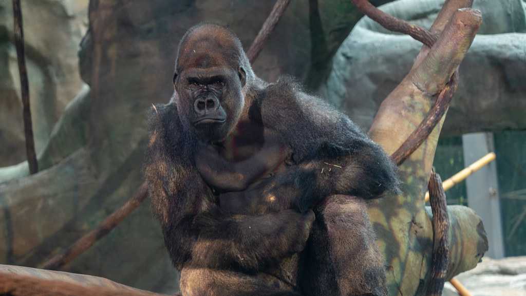 Cincinnati Zoo welcomes silverback gorilla Mbeli