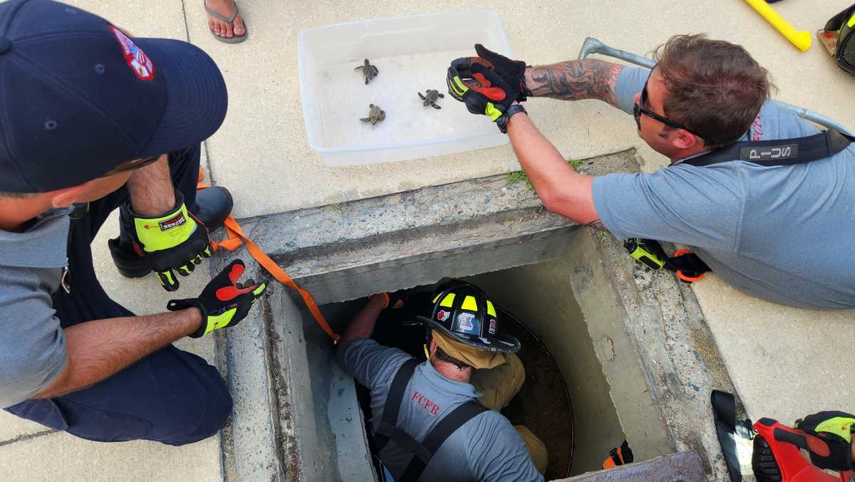 5 leatherback sea turtles rescued from Florida storm drain