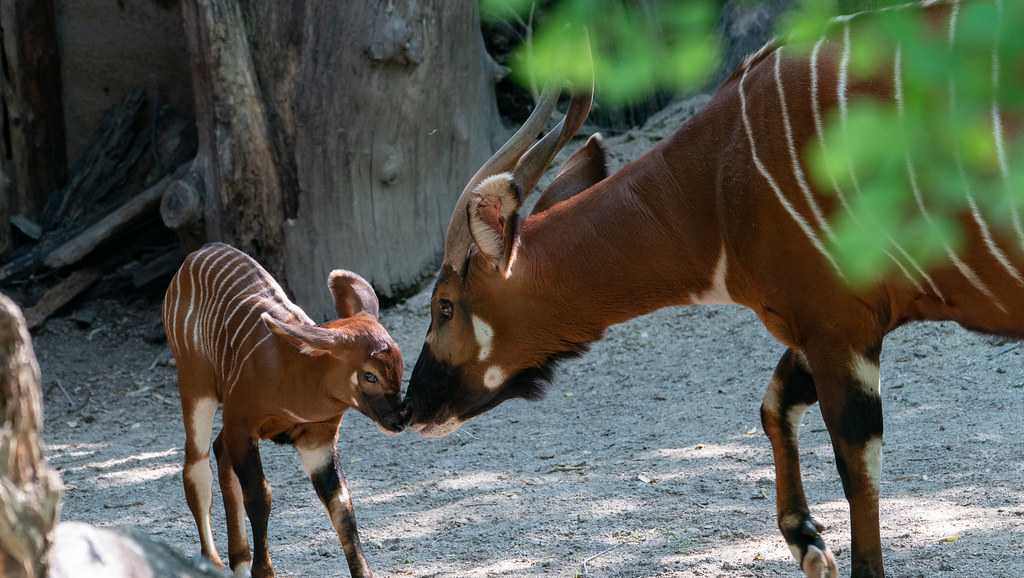 Cincinnati Zoo welcomes newest class of zoo babies: Here's how to see them