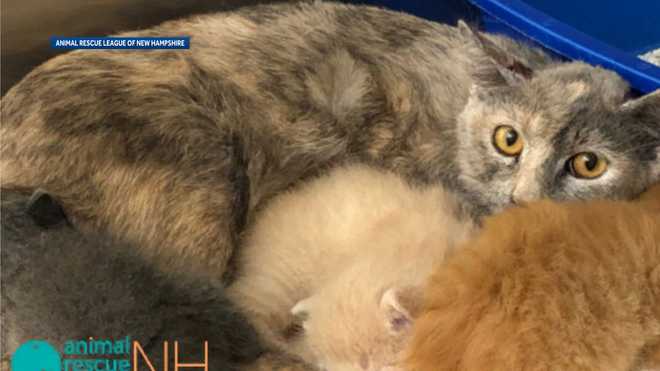 53 cats and kittens rescued from New  Hampshire  home