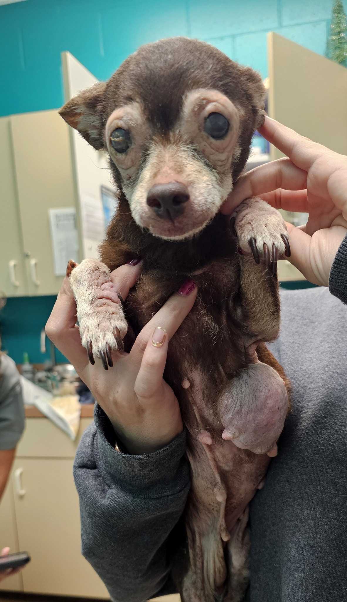 Abandoned Chihuahuas with severe health issues found in Martin County