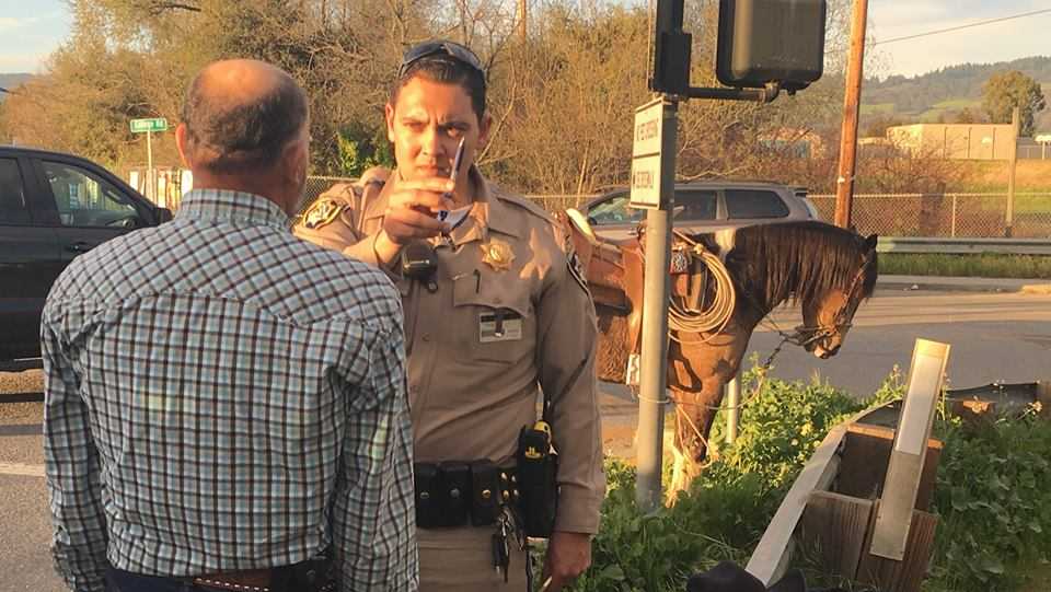 Man arrested in Santa Cruz County for riding a horse while drunk