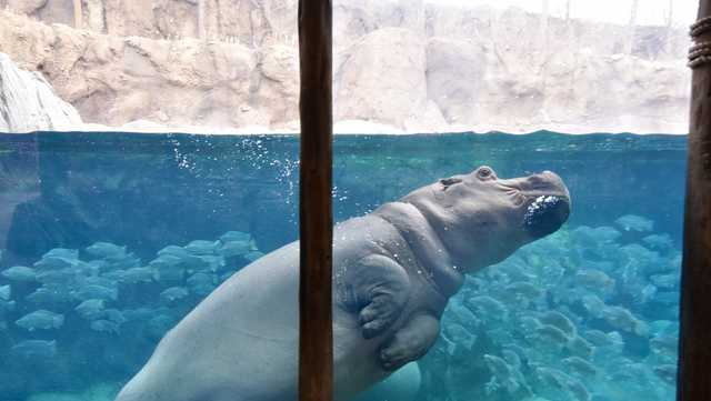 Fiona turns 7 next week! Here's how to win a chance to meet her. - Vimarsana News