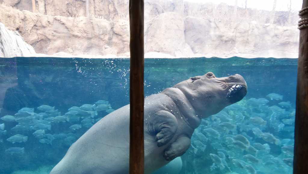 Cincinnati Zoo's beloved Fiona the hippo celebrates 7th birthday