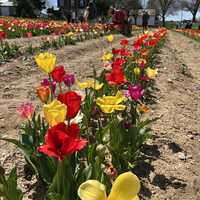 2024 maryland tulip festival