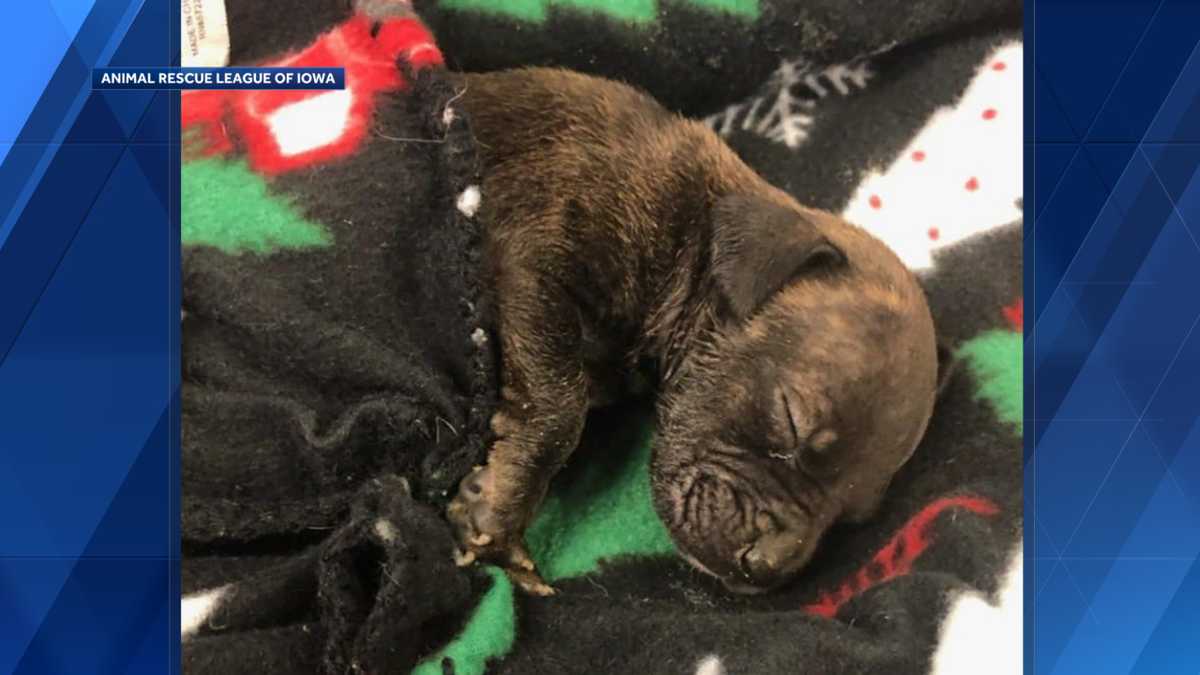 ARL rescues puppy from Des Moines dumpster