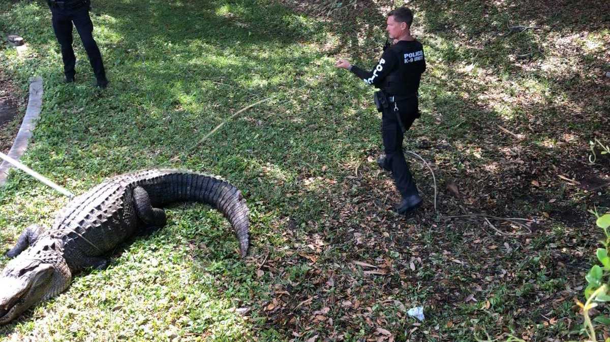 Monster alligator found at Florida business park likely 100 years old