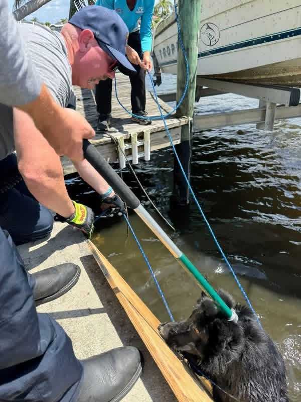 CCFD dog rescue