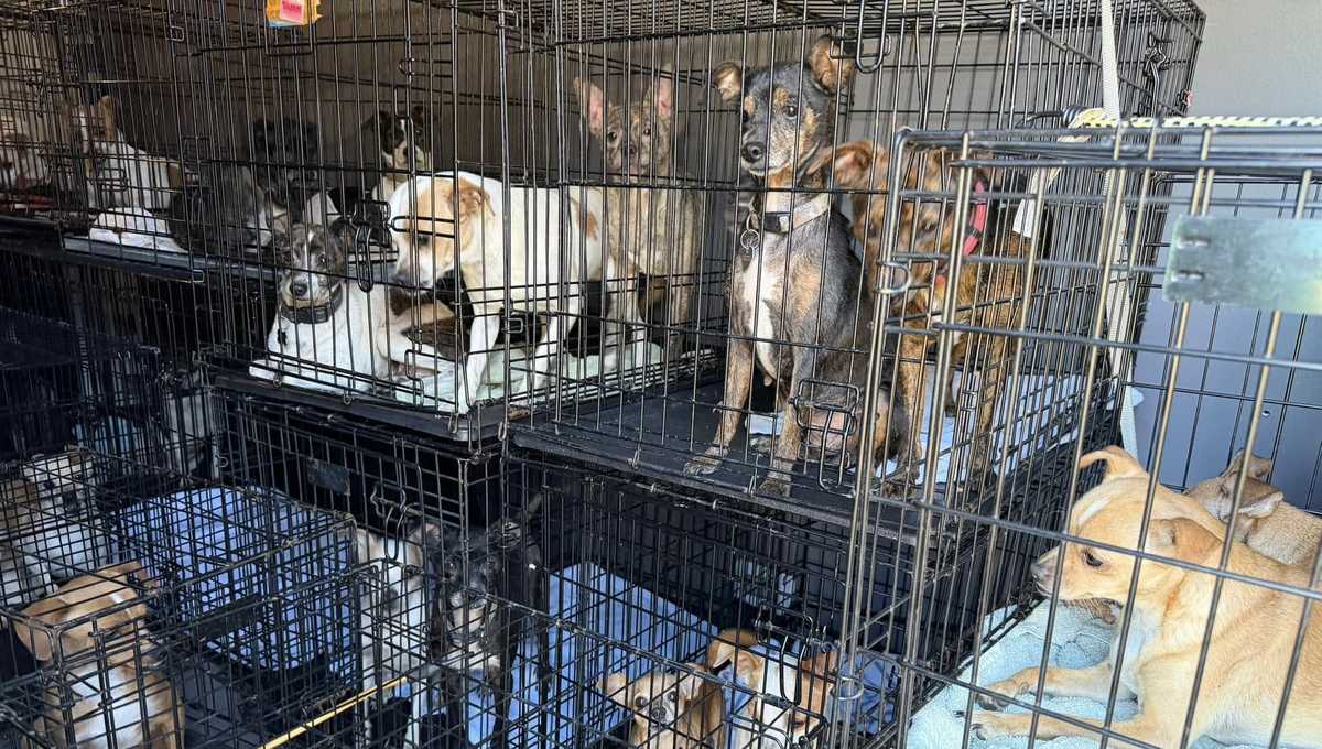 More than 40 dogs rescued from animal hoarder in Volusia County