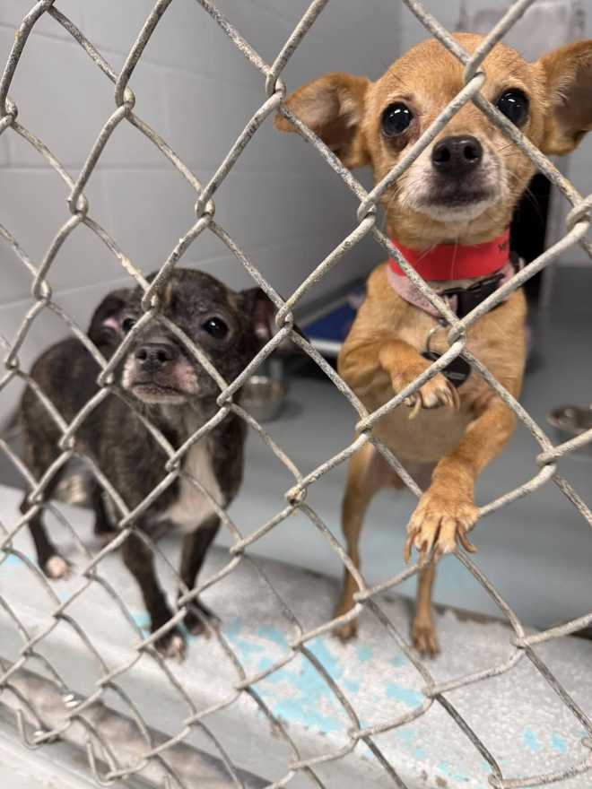 More than 40 dogs rescued from animal hoarder in Volusia County