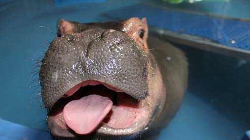 50 Fiona photos to celebrate hippo's 4th birthday