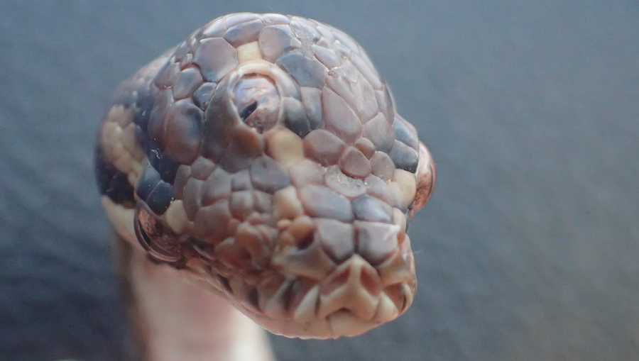A three-eyed snake was found in Australia’s Northern Territory.