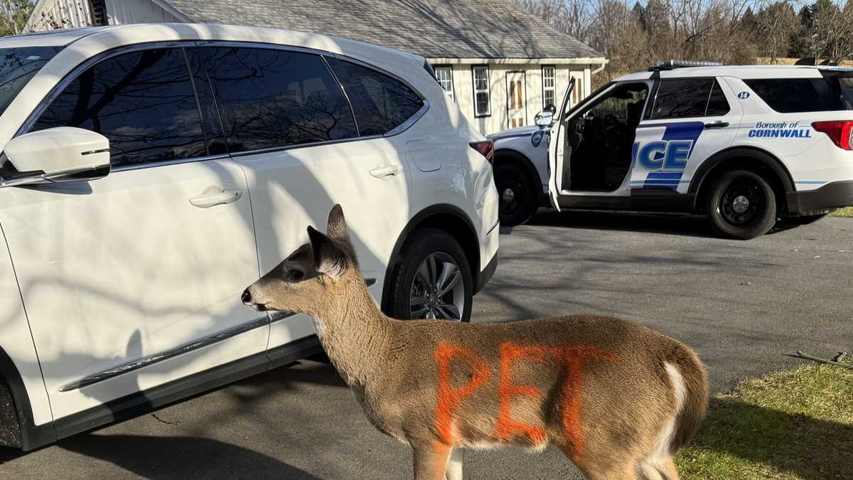 Deer with 'PET' spray painted in fluorescent orange on its side wanders into business