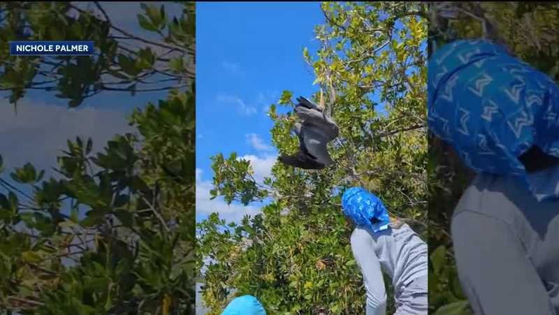 VIDEO: Blue heron in distress rescued in Brevard County