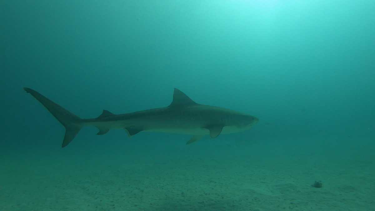 Tybee Island survivor, beachgoers react to recent shark attacks - WJCL