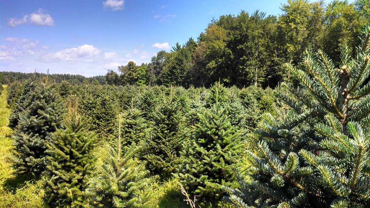 Viewers' Choice 2016 Best Christmas tree farm in New Hampshire