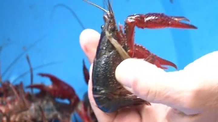 Crayster's Michigan Crawfish Reports