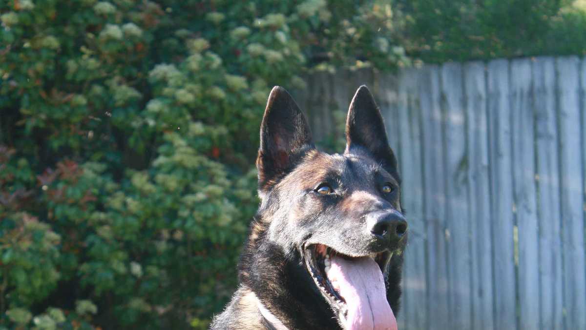 Memorial service set for Ridgeland police dog